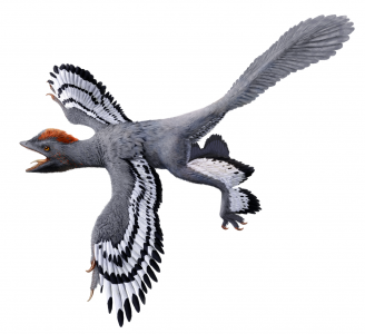似鳥恐龍近鳥龍的復原圖，來自侏羅紀時期。圖片提供：Julius T Csotonyi / Wang XL, Pittman M et al.